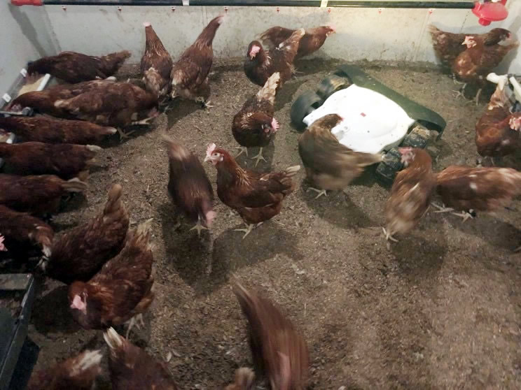 a flock of brown chickens eating