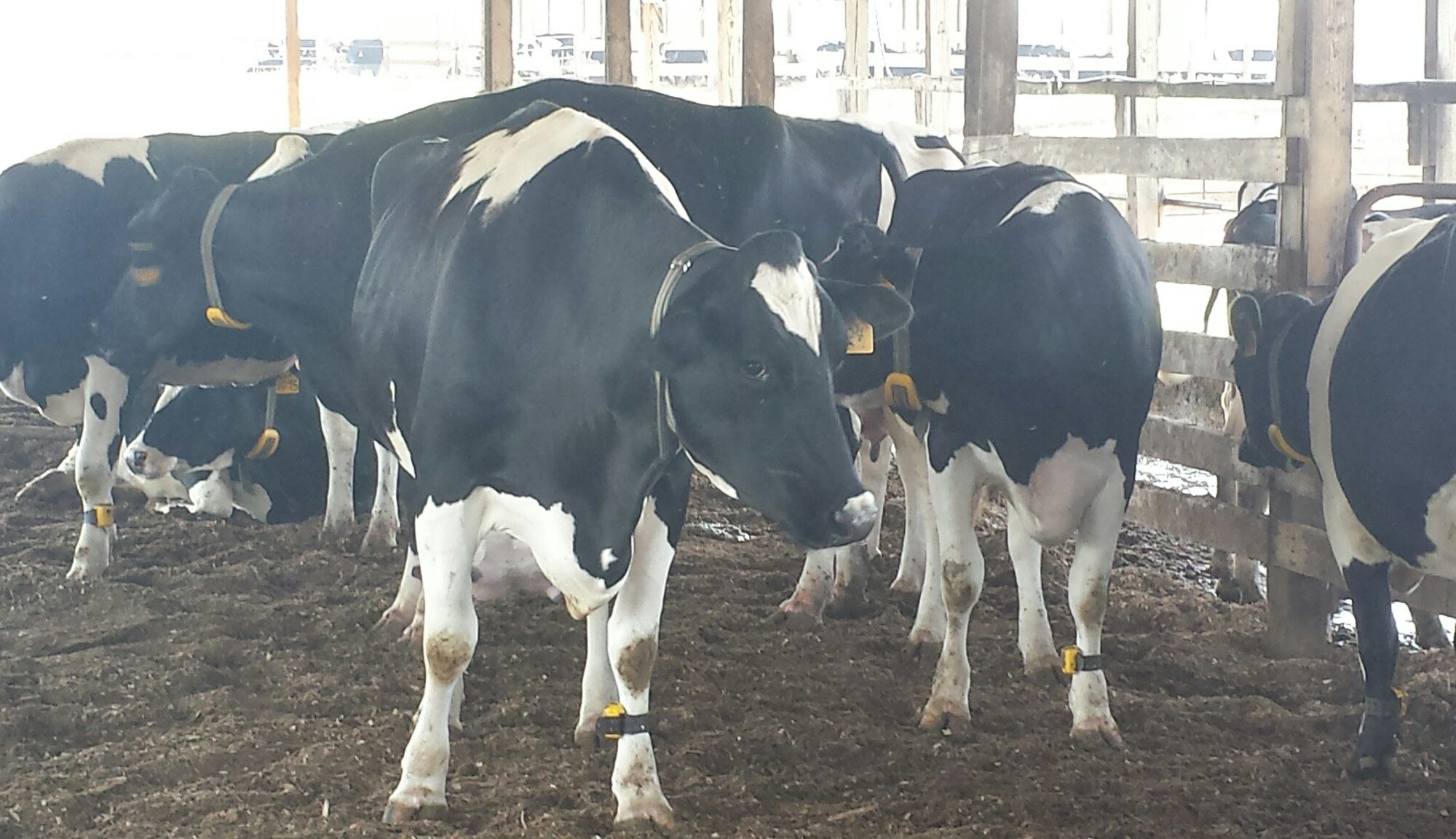 Dairy cows in a barn