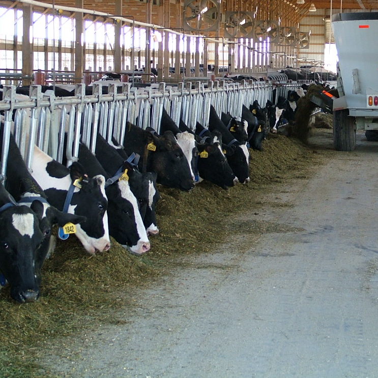 dairy cows being milked 