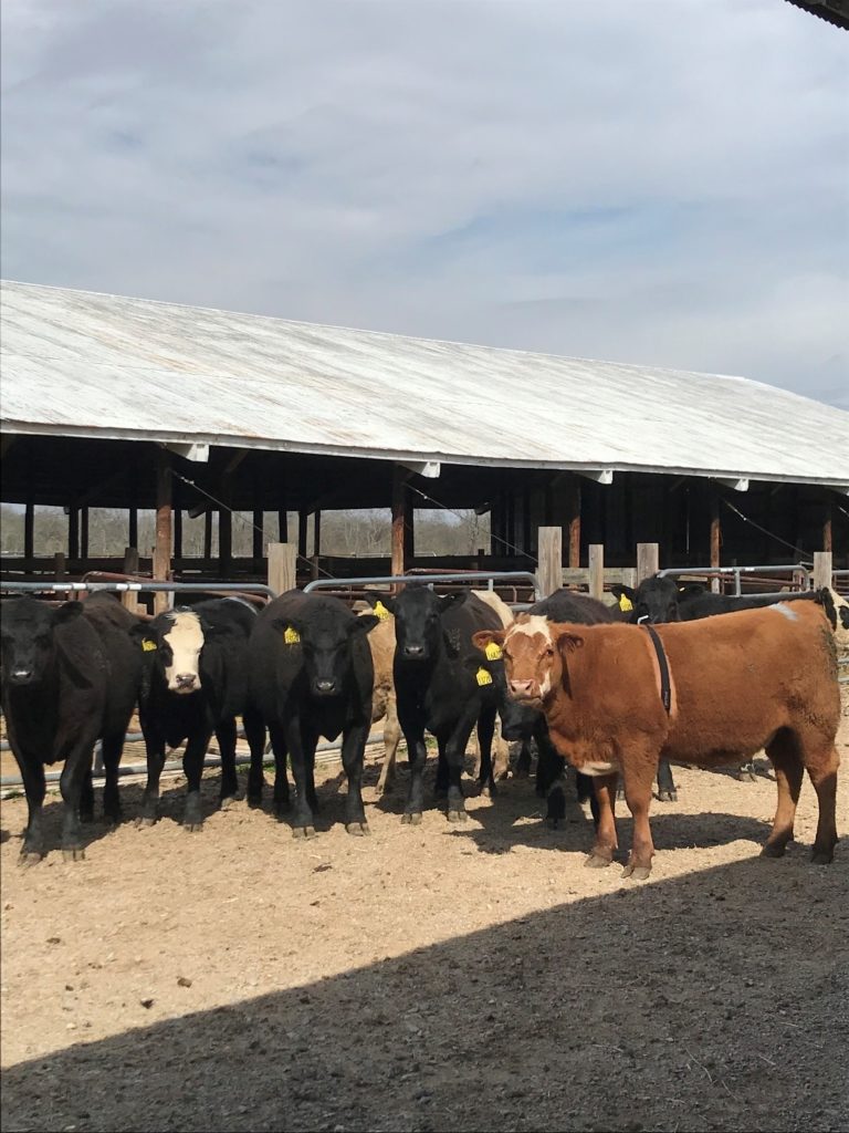 cattle in a pen by the barn