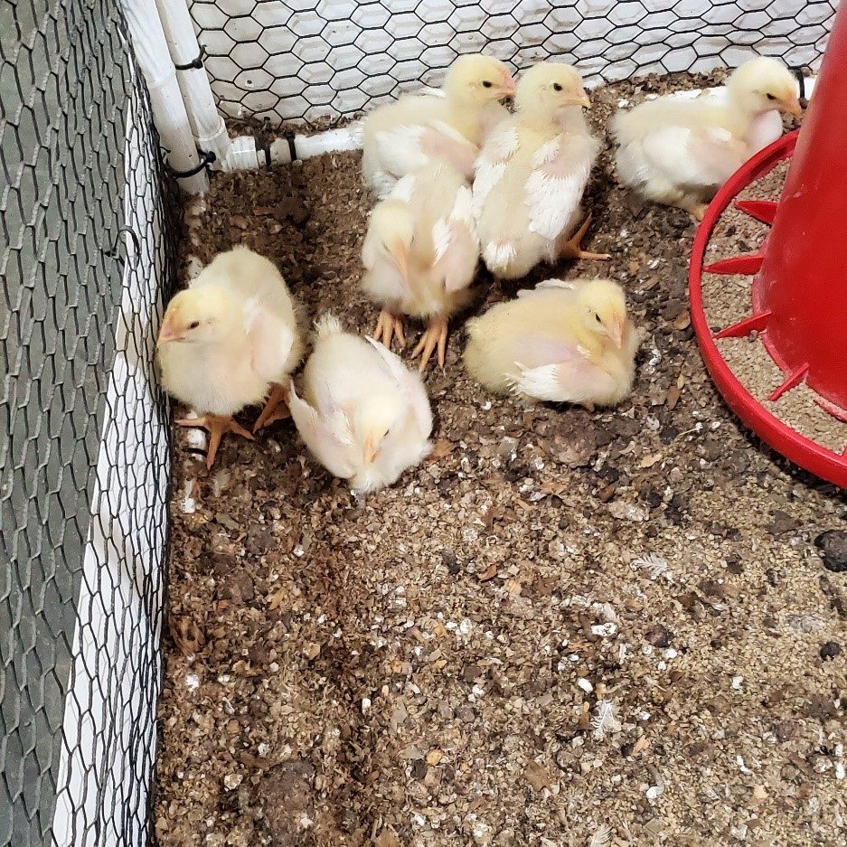 seven baby chicks 