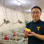 Yang Zhao holding a baby chick