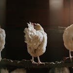 Three chickens roosting in a dimly lit coop, perched on a wooden beam with soft light filtering through.