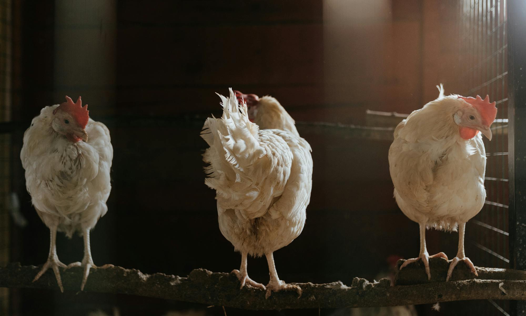 Three chickens roosting in a dimly lit coop, perched on a wooden beam with soft light filtering through.