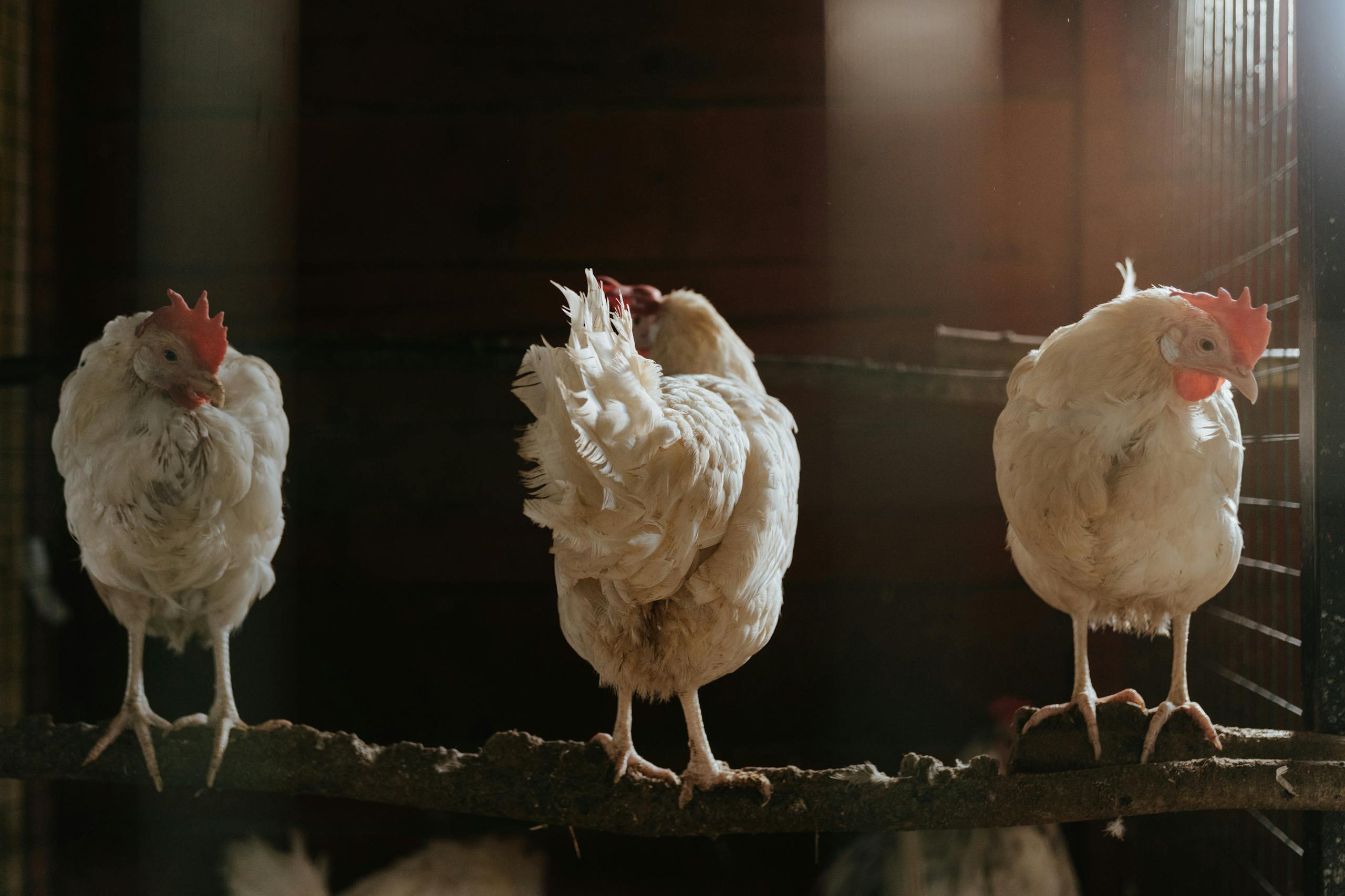 Three chickens roosting in a dimly lit coop, perched on a wooden beam with soft light filtering through.